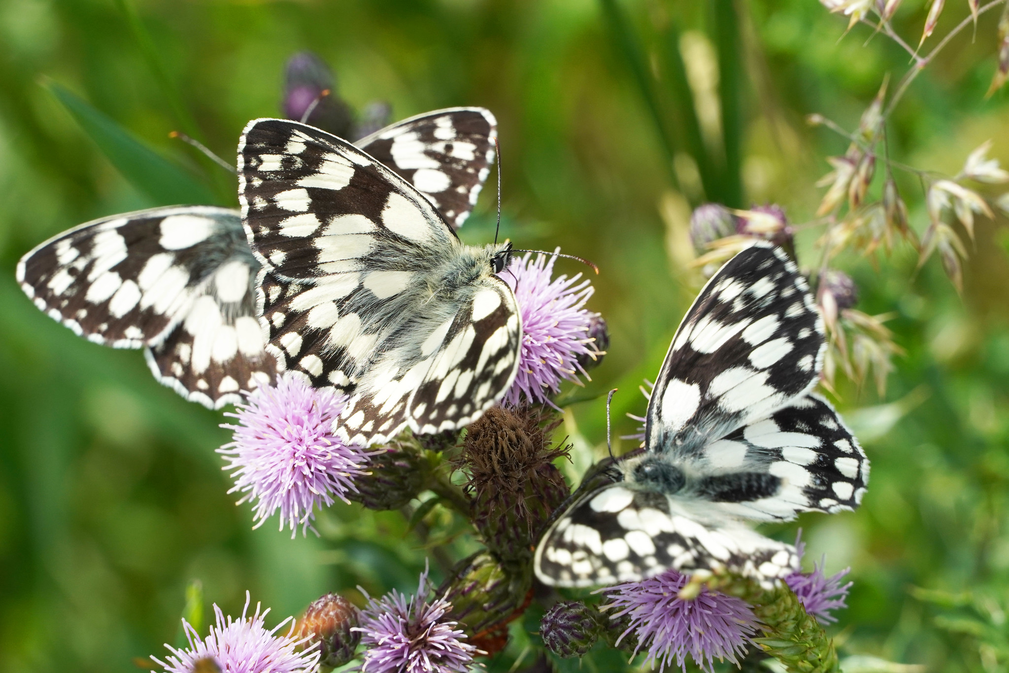 Marbled white butterflies on pink thistle flowers, Canterbury