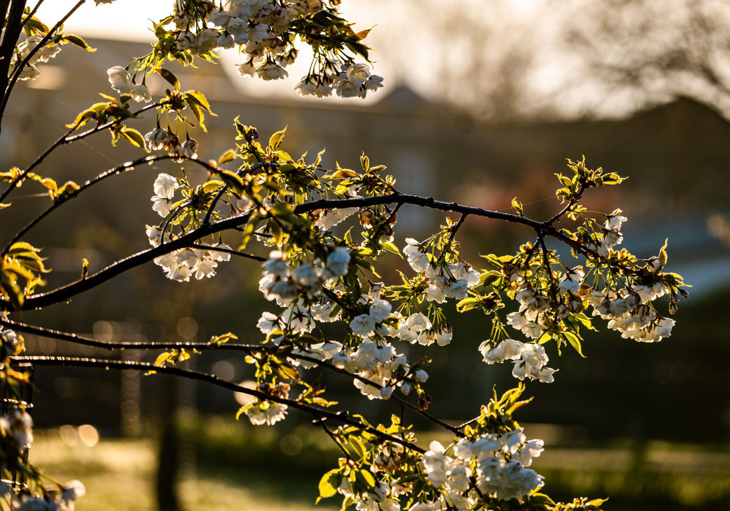 Blossom