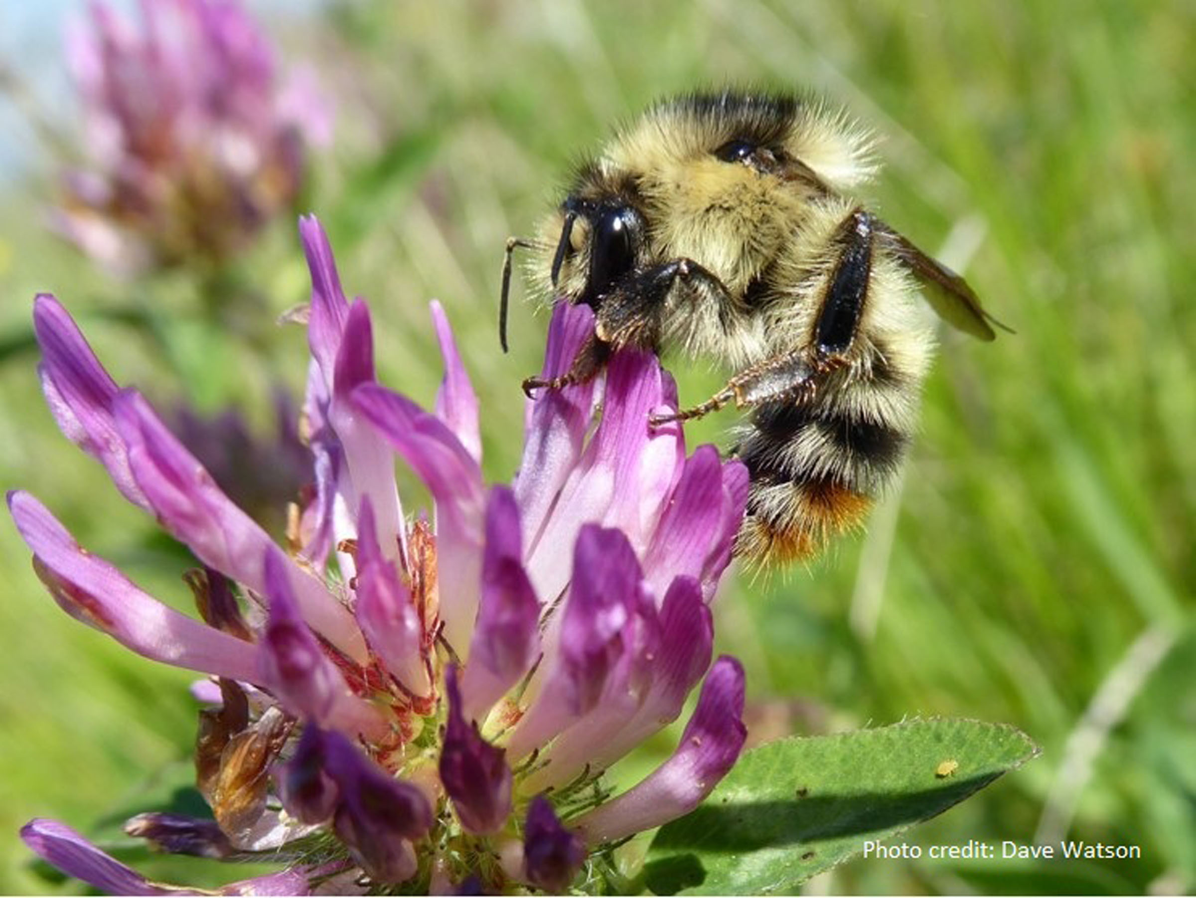 Front Page Shrill Carder Bee (c) Dave Watson