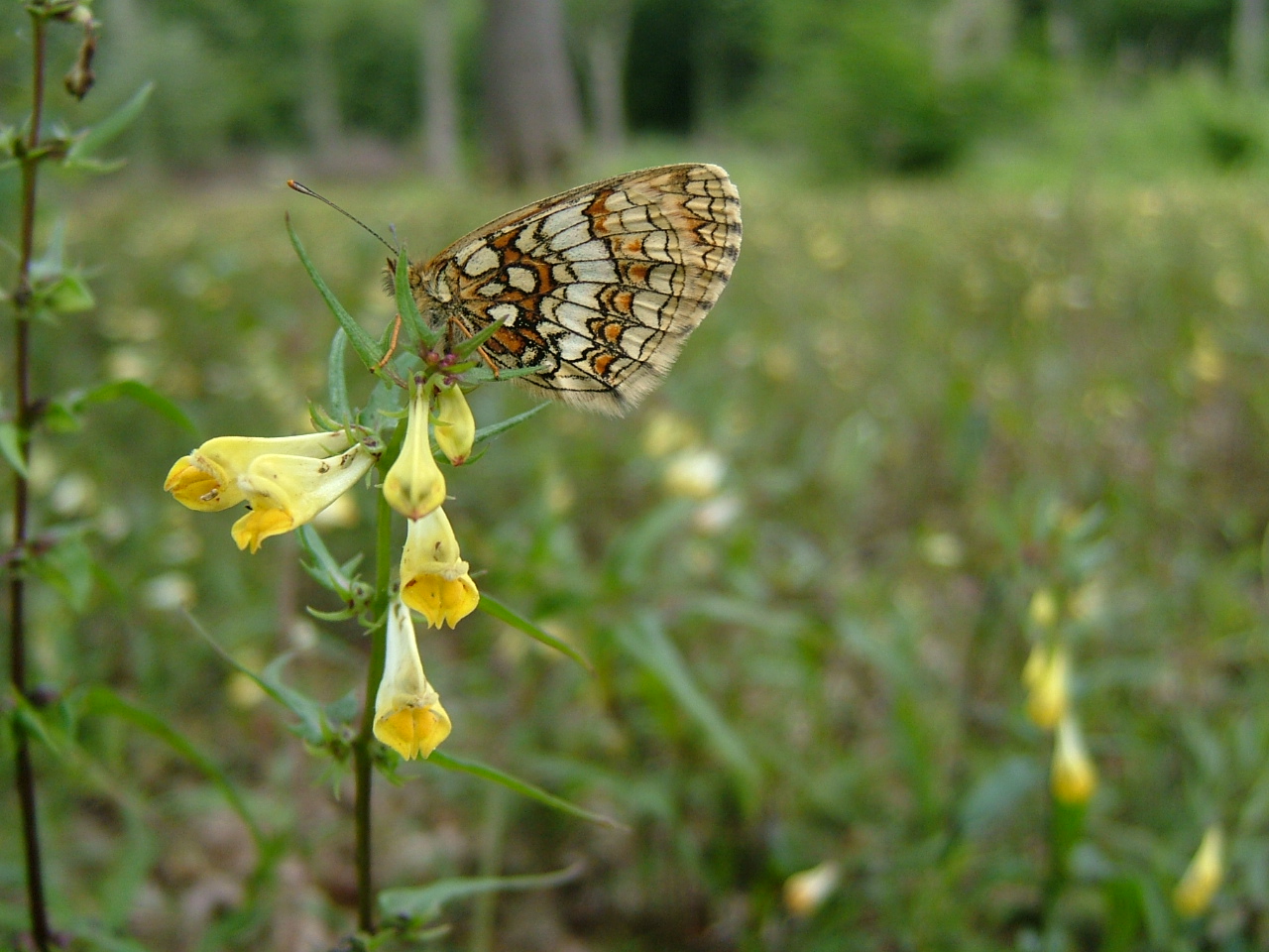 Heath Fritilary (c) Daniel Binfield