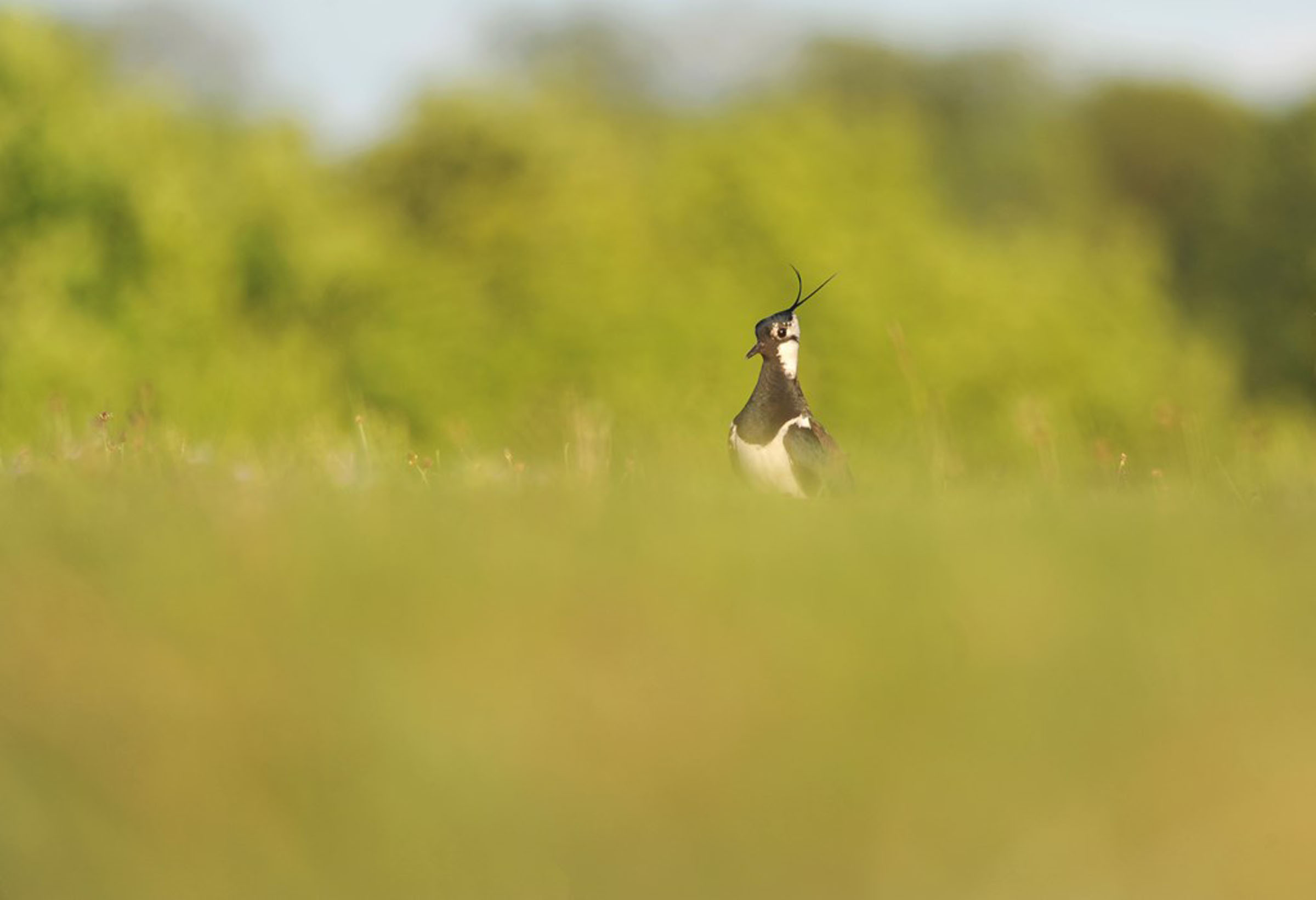 P17 Lapwing (c) Ben Andrew, RSPB Images