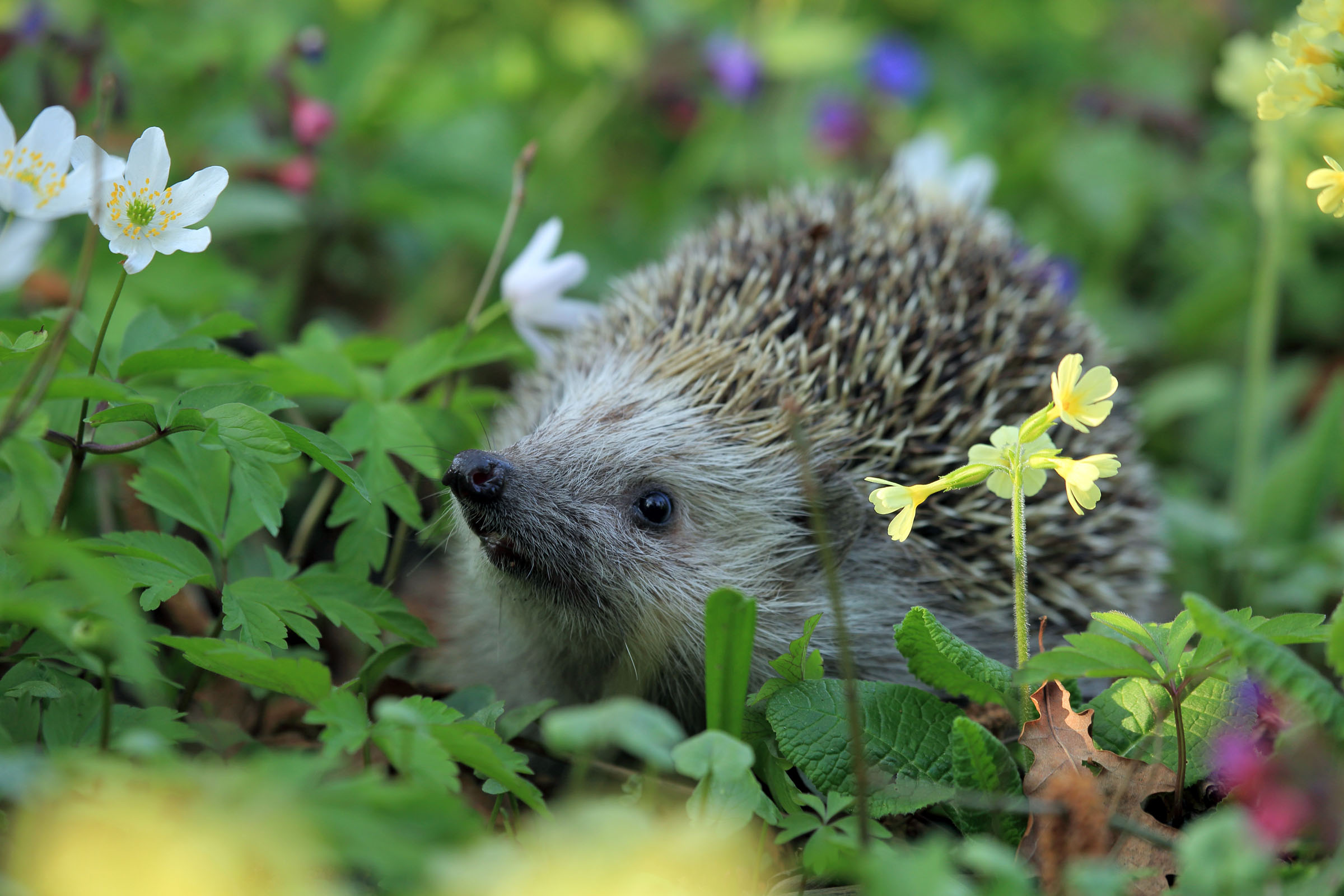 P8 Hedgehog (c) Explore Kent