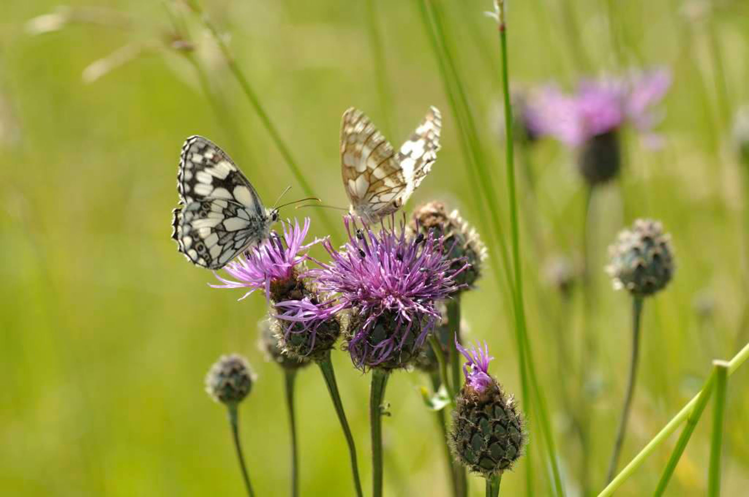 Ranscombe Butterflies