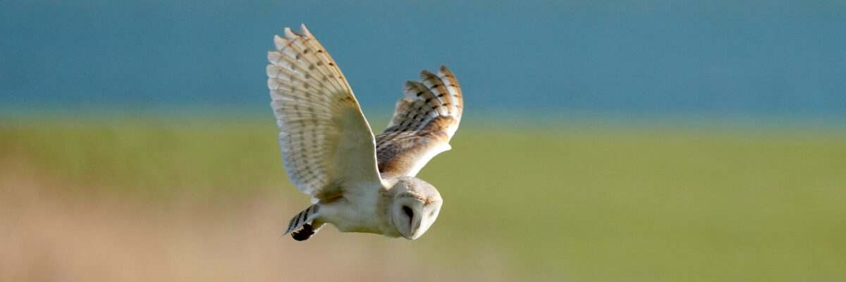 Barn Owl In Flight By Jim Higham Aspect Ratio 1200 400