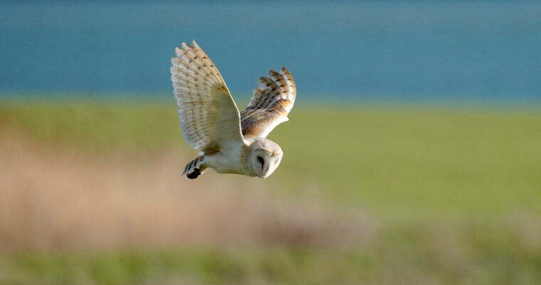 Barn Owl In Flight By Jim Higham Aspect Ratio 760 400