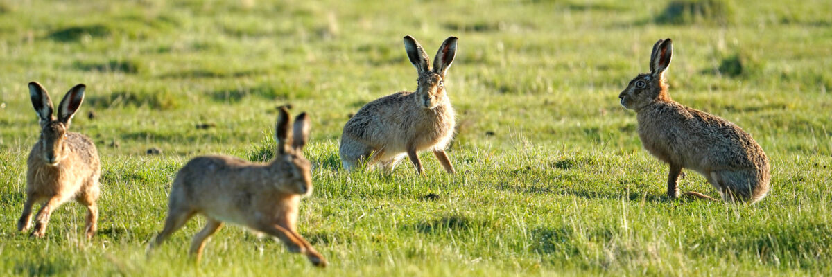 Brown Hares By Jim Higham Aspect Ratio 1200 400