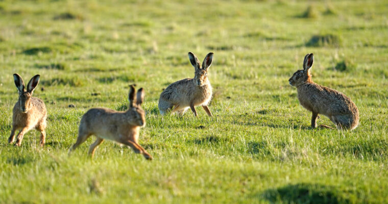 Brown Hares By Jim Higham Aspect Ratio 760 400