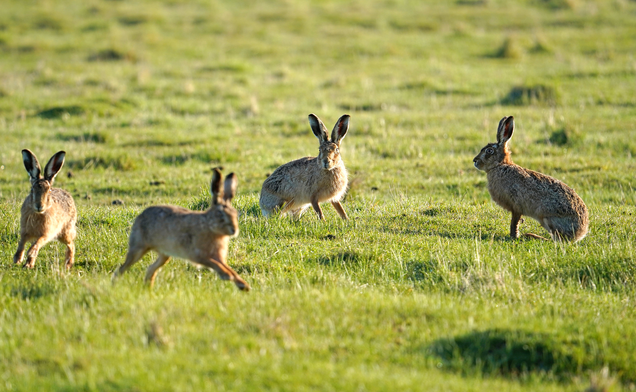 Brown Hares By Jim Higham