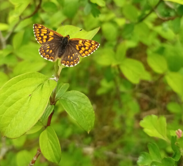 Duke Of Burgandy At Bonsi Bank Aspect Ratio 640 580