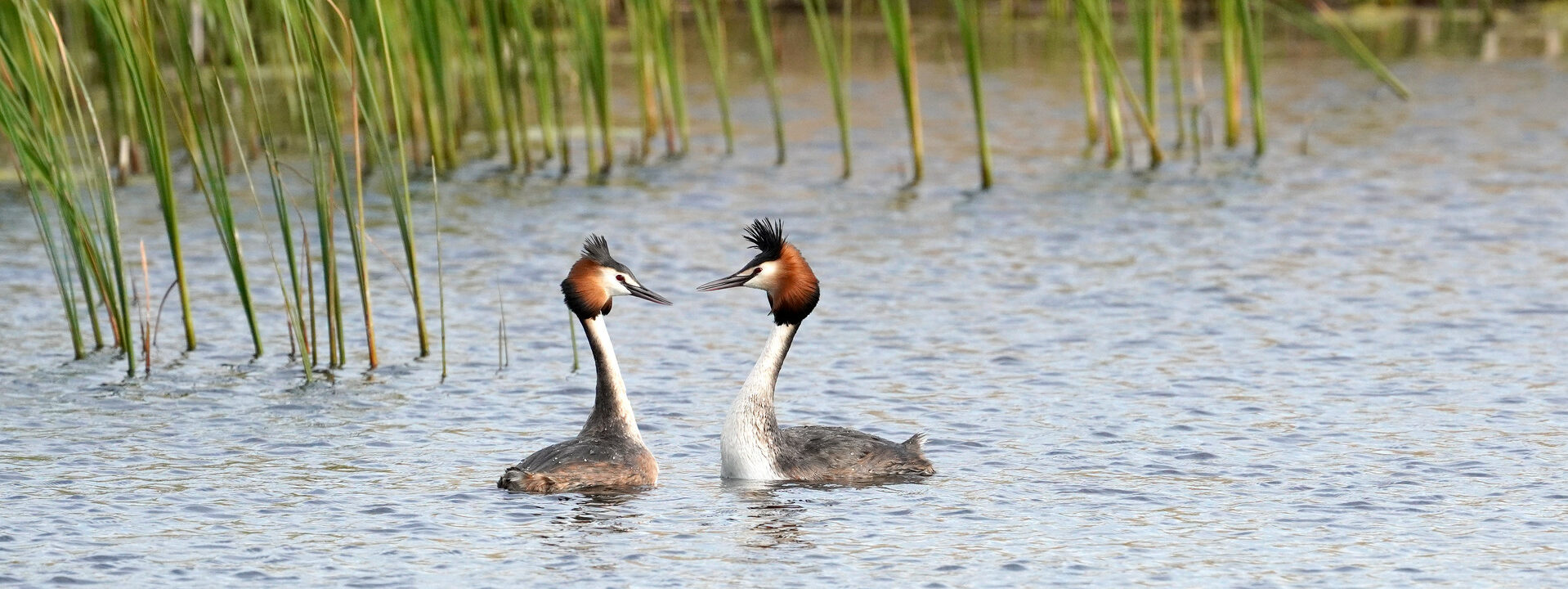 Great Crested Grebes By Jim Higham Aspect Ratio 1280 480