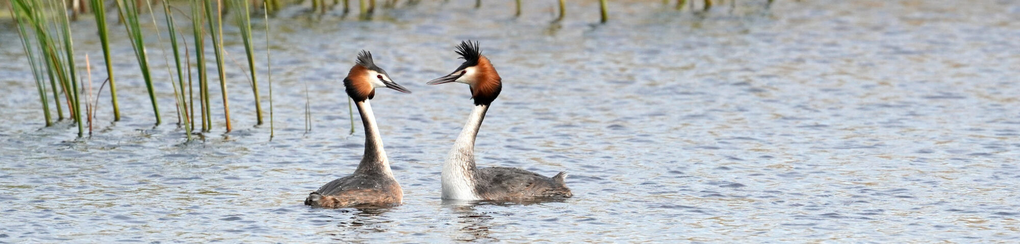 Great Crested Grebes By Jim Higham Aspect Ratio 2000 480