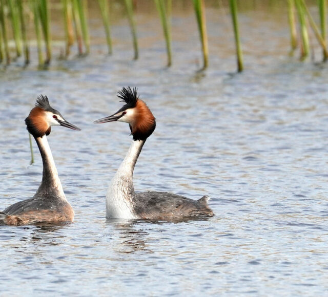 Great Crested Grebes By Jim Higham Aspect Ratio 640 580