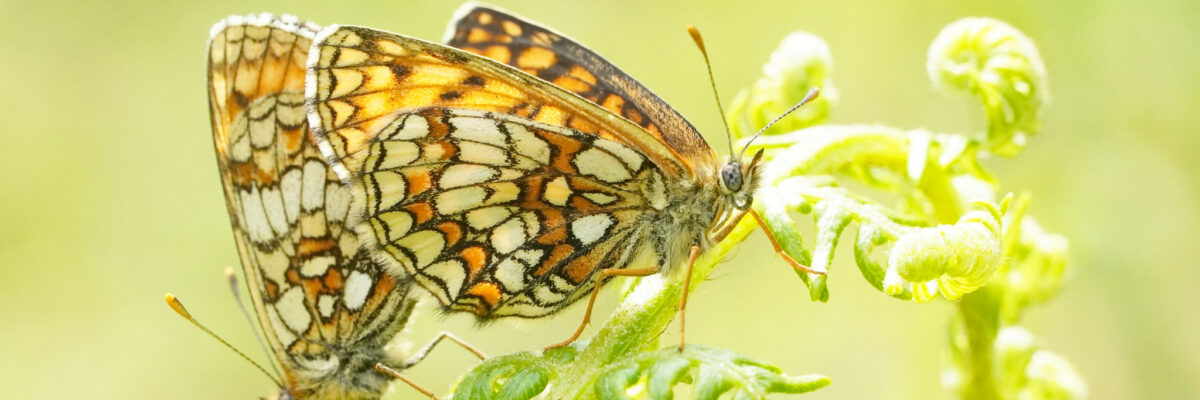 Heath Fritillarys By Jim Higham Aspect Ratio 1200 400