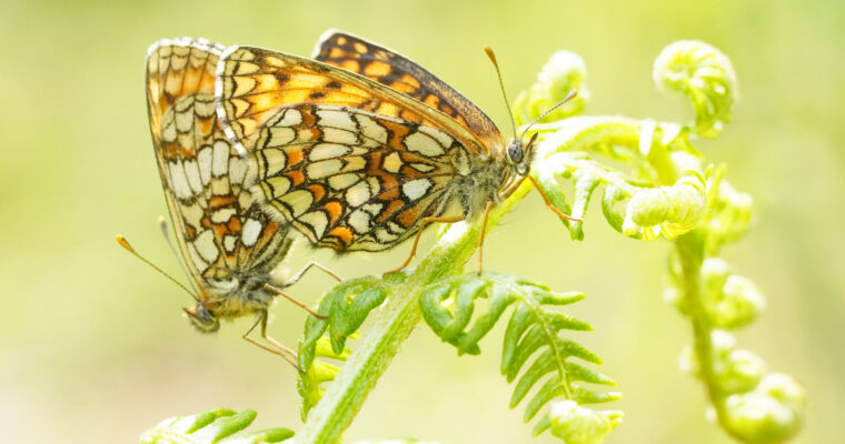 Heath Fritillarys By Jim Higham Aspect Ratio 760 400