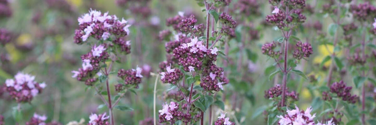 Marjoram At Wye 1 Aspect Ratio 1200 400