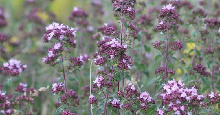 Marjoram At Wye 1 Aspect Ratio 760 400