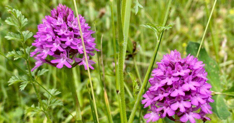 P Orchids Lullingstone Aspect Ratio 760 400