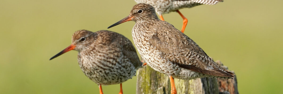 Redshanks By Jim Higham Aspect Ratio 1200 400