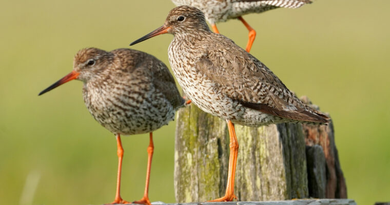 Redshanks By Jim Higham Aspect Ratio 760 400