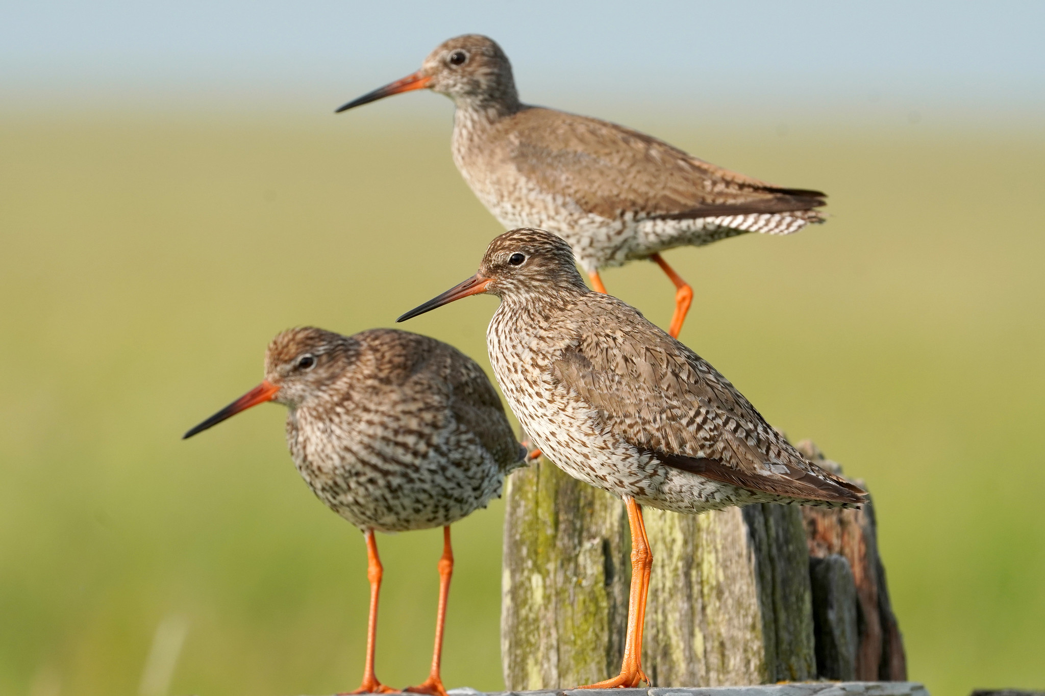 Redshanks By Jim Higham