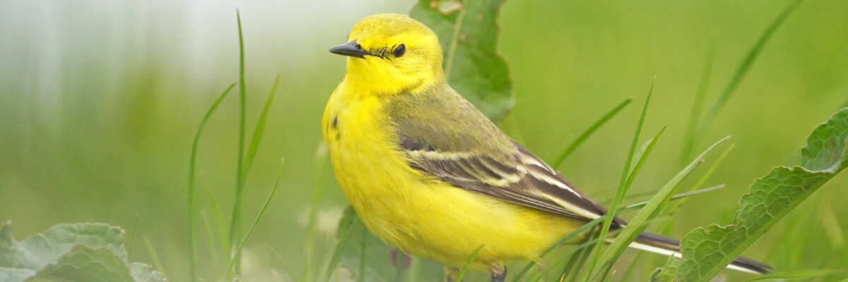 Yellow Wagtail By Jim Higham Aspect Ratio 1200 400