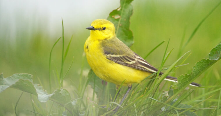 Yellow Wagtail By Jim Higham Aspect Ratio 760 400