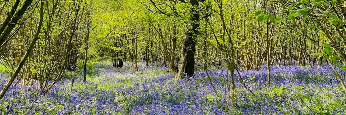 Bluebells Aspect Ratio 1200 400