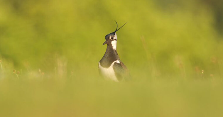 P17 Lapwing C Ben Andrew RSPB Images 1 Aspect Ratio 760 400