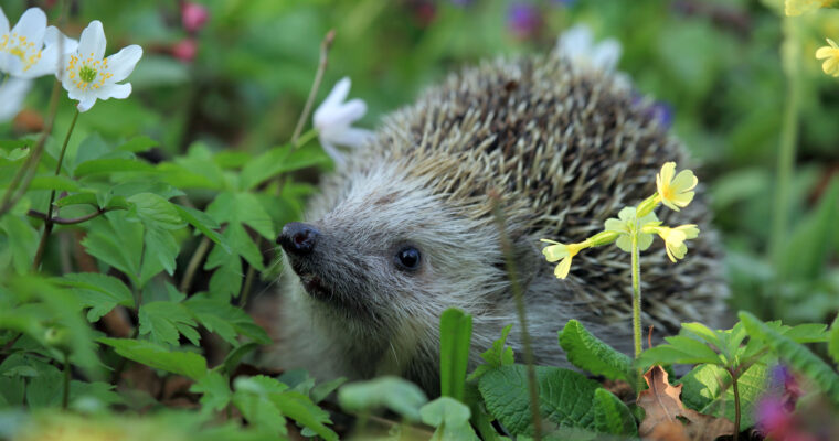 P8 Hedgehog C Explore Kent Aspect Ratio 760 400