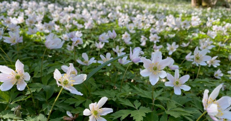 Wood Anenomes Aspect Ratio 760 400