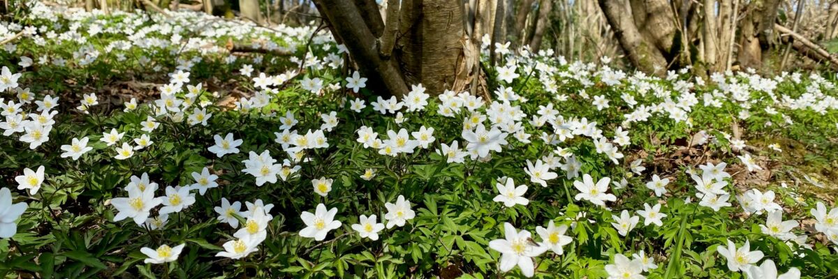 Wood Anenomes2 Aspect Ratio 1200 400