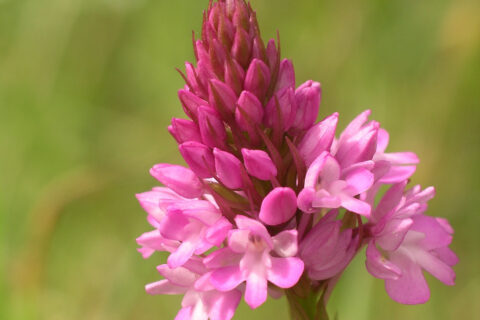 Pyramidal Orchid Tyland 15 06 04 5 1 Aspect Ratio 480 320