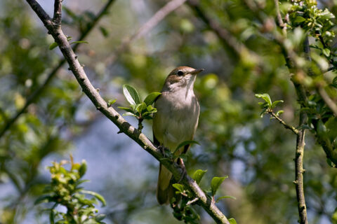 P5 Nightingale For Fact C Explore Kent 1 Aspect Ratio 480 320