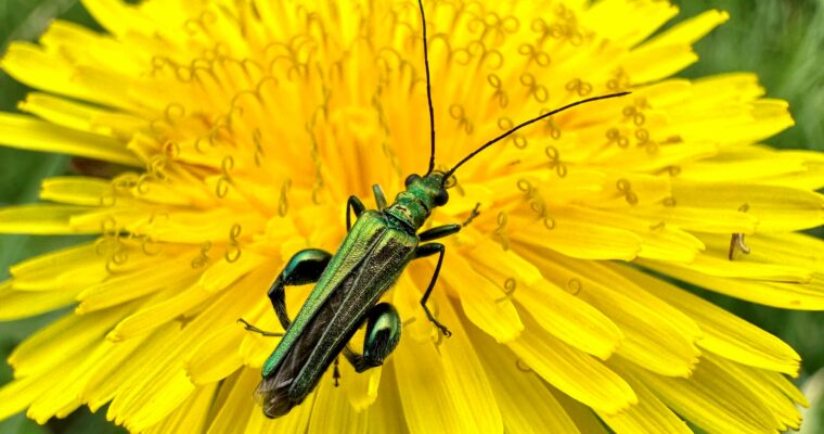 Thick Thighed Beetle Scaled Aspect Ratio 760 400