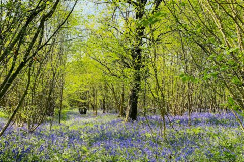 Bluebells Aspect Ratio 480 320