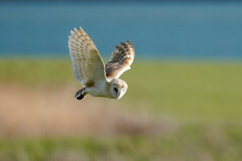 Barn Owl In Flight By Jim Higham Aspect Ratio 480 320