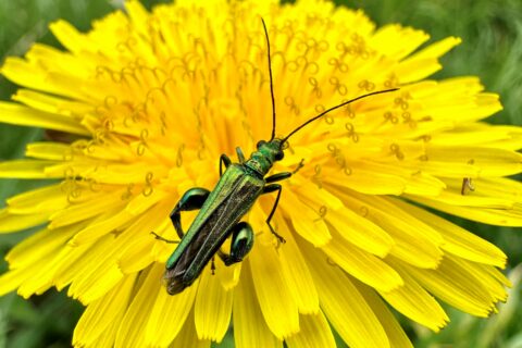 Thick Thighed Beetle Scaled Aspect Ratio 480 320