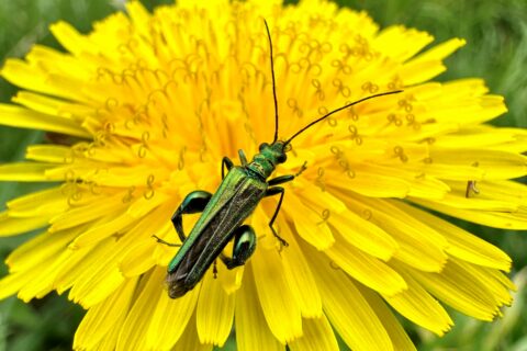 Thick Thighed Beetle Scaled Aspect Ratio 480 320