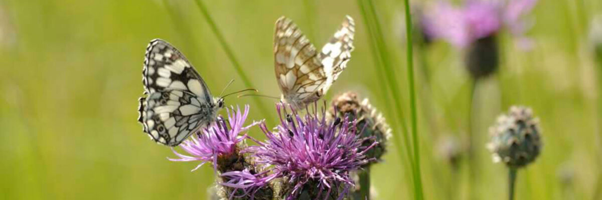 P9 Ranscombe Butterflies C OCND 1 Aspect Ratio 1200 400