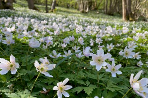 Wood Anenomes Aspect Ratio 480 320