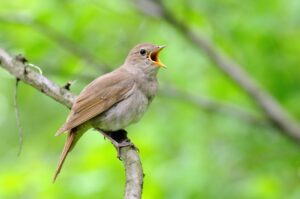 Nightingale