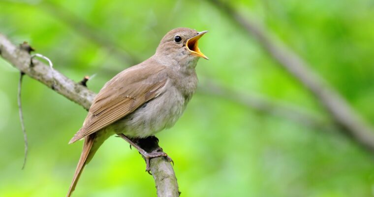 Nightingale Aspect Ratio 760 400