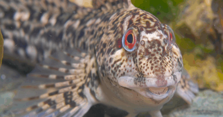 Common Blenny Aspect Ratio 760 400