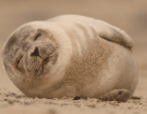 Harbour Seal