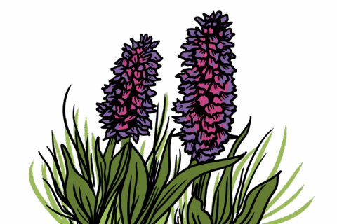 MakingSpaceforNAture_2_Farmland_3_Flowers_Orchids Copy Aspect Ratio 480 320