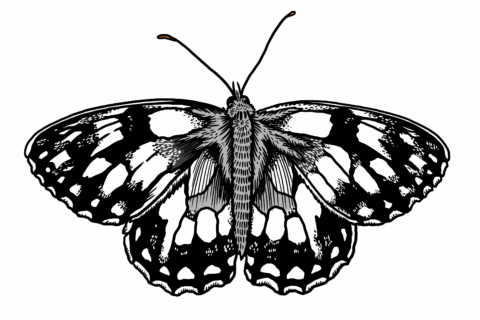 MakingSpaceforNAture_2_Farmland_3_MarbledWhiteButterfly Copy Scaled Aspect Ratio 480 320