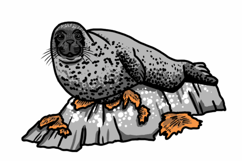 MakingSpaceforNAture_5_Coastal_2_Seal Copy Aspect Ratio 480 320