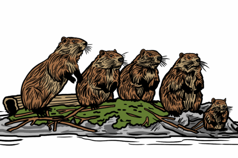 MakingSpaceforNAture_6_Freshwater_2_Beavers Copy Aspect Ratio 480 320