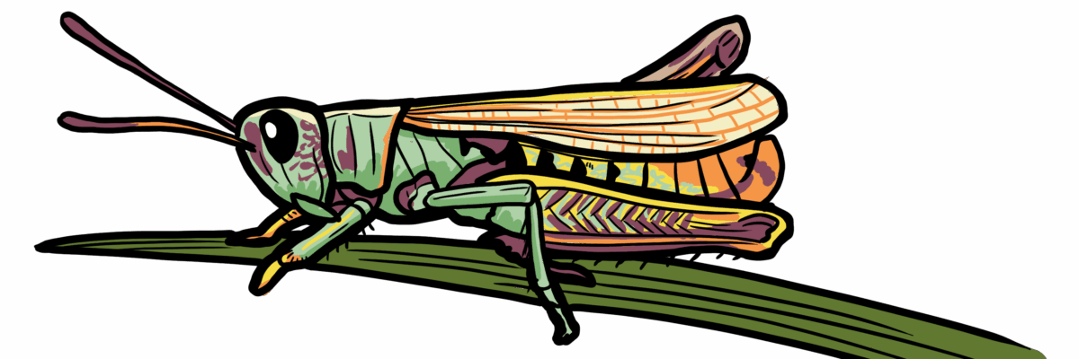 MakingSpaceforNAture_11_Freshwater_RufousGrasshopper Copy Scaled Aspect Ratio 1200 400