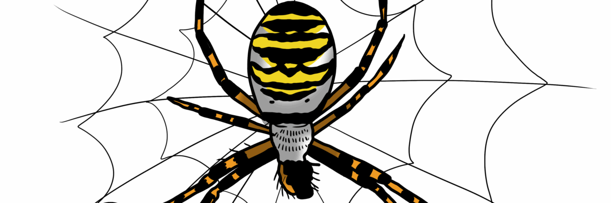 MakingSpaceforNAture_14_Freshwater_YellowStripedBellSpider Copy Scaled Aspect Ratio 1200 400